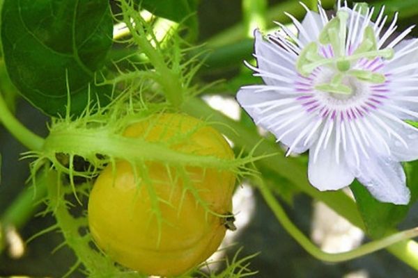 Cây chùm bao cũng là sự lựa chọn tốt