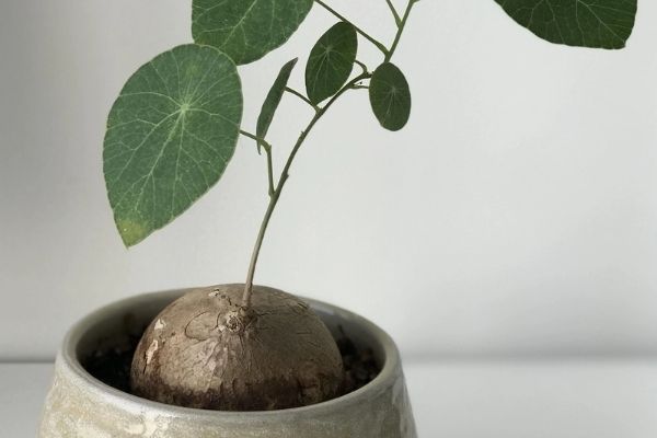 Củ Bình Vôi có thể chữa mất ngủ